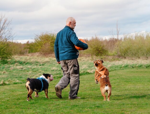 Um pensionista feliz com bulldogs ingleses em uma caminhada vai jogar bola com eles