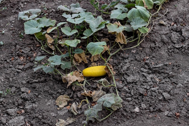 Um pepino amarelo em um arbusto murcho no jardim