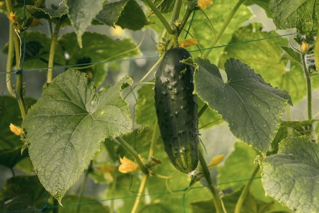 Um pepino verde maduro em um arbusto entre as folhas pepino no fundo do jardim