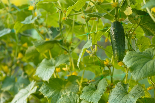 Um pepino verde maduro em um arbusto entre as folhas Pepino no fundo do jardim