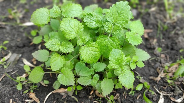 Um pequeno arbusto de hortelã de jardim. O conceito de cultivo de plantas, jardinagem.