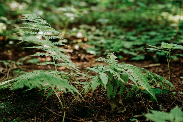 Um pequeno arbusto de samambaia na floresta. Floresta de verão. Foco seletivo, natural