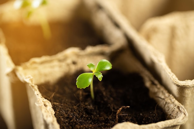 Um pequeno broto verde em um vaso de turfa no contexto da terra plantando plantas na primavera em campo aberto Conceito de cuidado ecológico germinando sementes em vasos de turfa