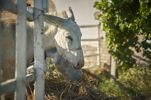 Um pequeno burro de olhar triste, fechado em seu recinto e privado de sua liberdade, forçado a comer com a cabeça saindo das grades da cerca.
