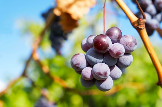 um pequeno cacho de uvas para vinho no fundo de um céu azul e um vinhedo em um dia ensolarado