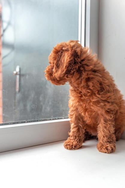 Foto um pequeno cachorrinho poodle vermelho senta-se no parapeito da janela, olha pela janela e espera que seu dono venha