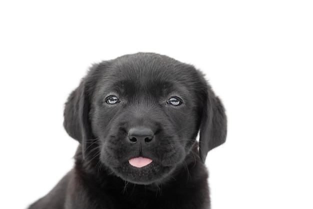 Um pequeno cachorrinho preto em um fundo branco isola Retrato de um cão labrador retriever