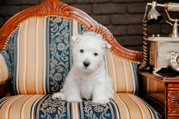 Um pequeno cachorro branco senta-se em um sofá listrado