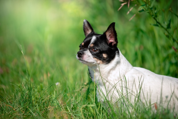 Um pequeno cachorro chihuahua.