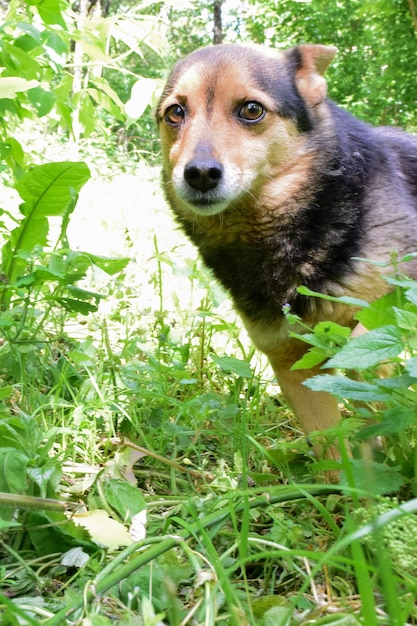 Um pequeno cachorro com orelhas achatadas olha com medo para a moldura na grama alta e verde. Fundo desfocado