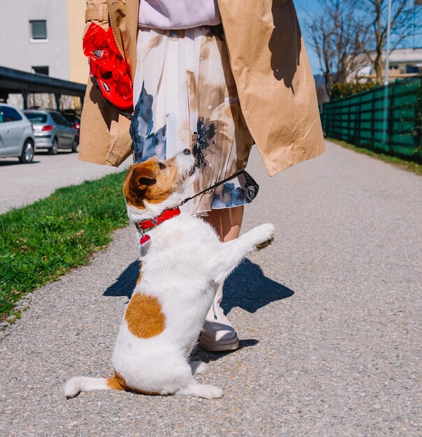 Um pequeno cachorro Jack Russell Terrier andando com seu dono em um beco da cidade Animais de estimação ao ar livre vida saudável e estilo de vida