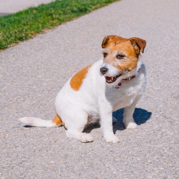 Um pequeno cachorro Jack Russell Terrier andando com seu dono em um beco da cidade Animais de estimação ao ar livre vida saudável e estilo de vida