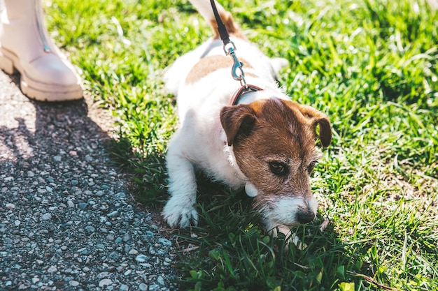 Um pequeno cachorro Jack Russell Terrier andando com seu dono em um beco da cidade Animais de estimação ao ar livre vida saudável e estilo de vida