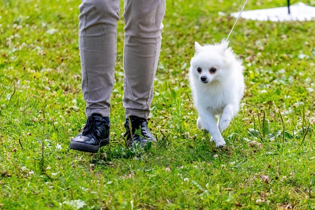 Um pequeno cachorro Spitz branco perto de sua amante durante um passeio no parque