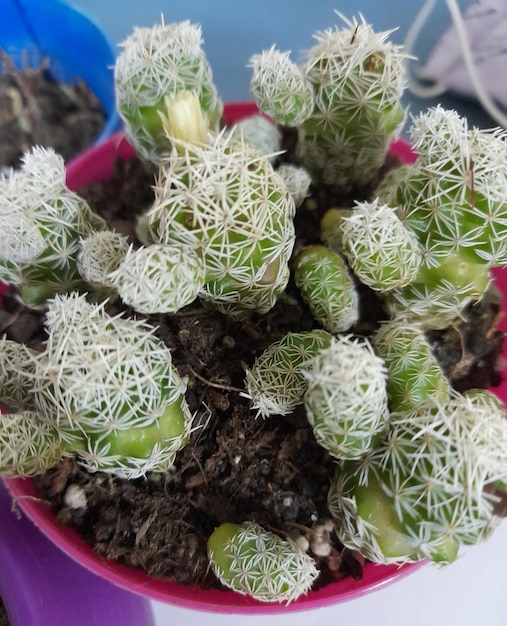 Um pequeno cacto com uma pequena folha verde em um pote rosa.