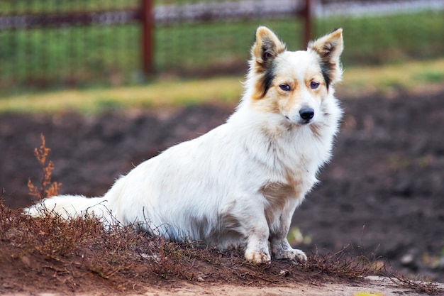 Um pequeno cão branco senta-se na grama seca no final do outono