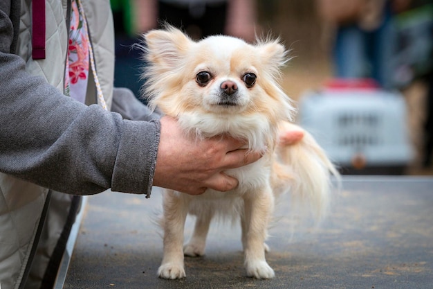 Um pequeno cão Chihuahua em uma exposição canina
