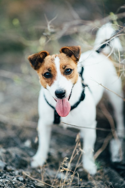 Um pequeno cão da raça Jack Russell Terrier em um passeio com seus donos