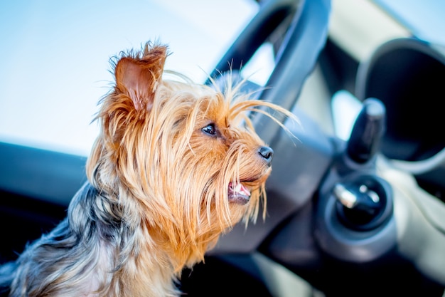 Um pequeno cão da raça Yorkshire Terrier no carro está esperando o proprietário