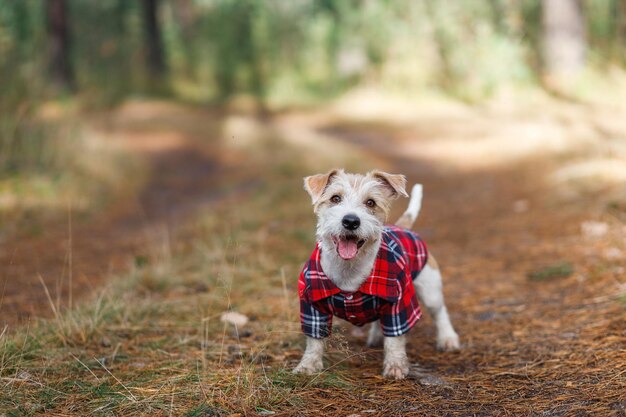 Um pequeno cão de pêlo duro da raça Jack Russell Terrier em uma camisa xadrez vermelha fica em uma floresta verde na estrada Fundo desfocado para a inscrição
