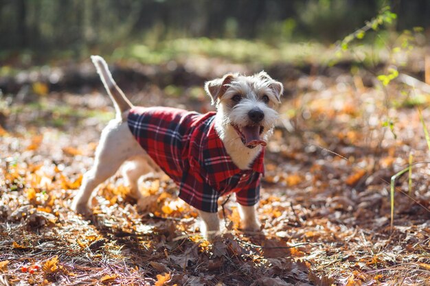 Um pequeno cão de pêlo duro da raça Jack Russell Terrier em uma camisa xadrez vermelha fica em uma floresta verde na estrada Fundo desfocado para a inscrição