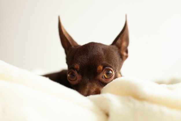 Um pequeno cão doméstico, raça terrier, de cor marrom, repousa sobre um cobertor leve, doce e preguiçoso