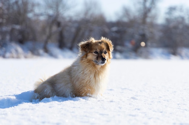 Um pequeno cão fofinho vermelho senta-se na neve e olha para a distância