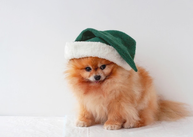 Um pequeno cão laranja da pomerânia com um chapéu de duende verde sentado sobre um fundo branco