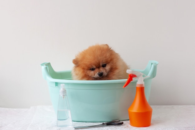 Um pequeno cão laranja da Pomerânia está sentado na bacia, há produtos para o cuidado de peles nas proximidades. O conceito de preparação, banho de animais.