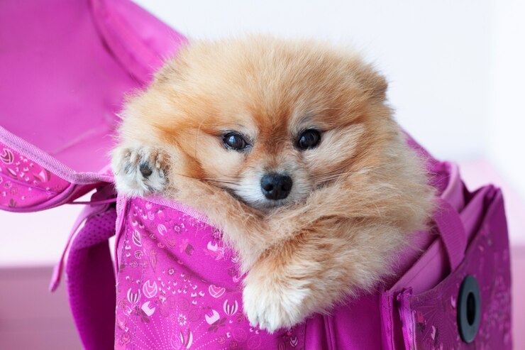 Foto um pequeno cão laranja pomeranian senta-se em uma bolsa escolar rosa.