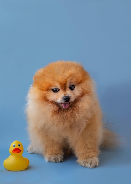Um pequeno cão laranja Pomeranian sobre fundo azul ao lado de um pato de borracha para nadar