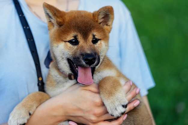 Um pequeno cão nas mãos de uma menina. Cão Shiba Inu.