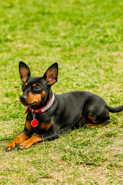 Um pequeno cão pincher