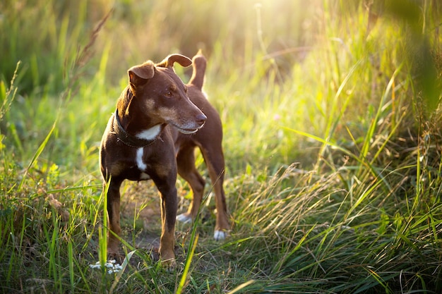 Um pequeno cão terrier marrom anda com uma coleira na grama e ao sol de verão. cão na natureza, retrato do terrier jack russell