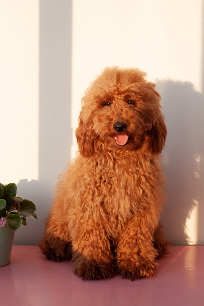Um pequeno cão, um poodle miniatura de cor marrom-avermelhada com uma língua saliente, senta-se em uma superfície rosa contra uma parede branca. Luz forte.