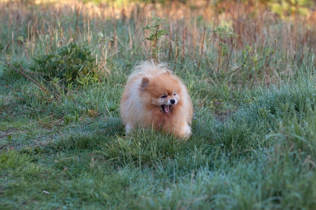 Um pequeno cão vermelho e fofo Pomeranian está de pé na grama pela manhã e boceja, com a boca bem aberta, em torno do orvalho.