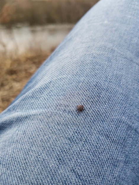 Um pequeno carrapato encontrado na perna da calça jeans de um homem