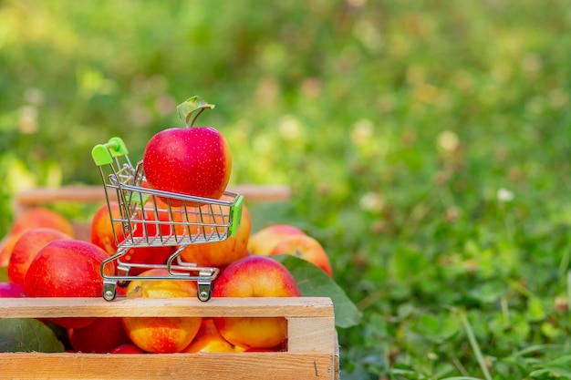Um pequeno carrinho para mercadorias com uma maçã vermelha madura no fundo de uma caixa de maçãs no jardim
