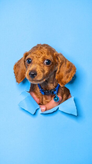 Um pequeno chocolate macho poodle cachorro sessão de fotos estúdio fotografia de animais de estimação com conceito quebrando a cabeça de papel azul através dele com expressão