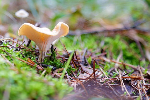 Um pequeno cogumelo a crescer numa floresta .