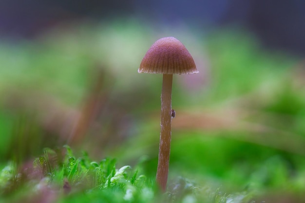 Um pequeno cogumelo de filigrana no chão da floresta em luz suave Macro tiro natureza