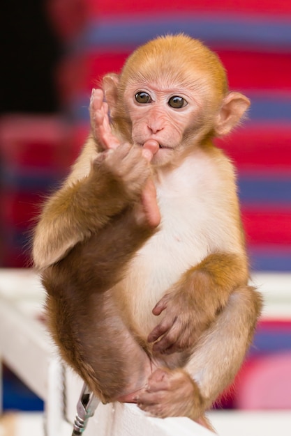 Foto um pequeno dedo do pé do macaco chupando viga de madeira