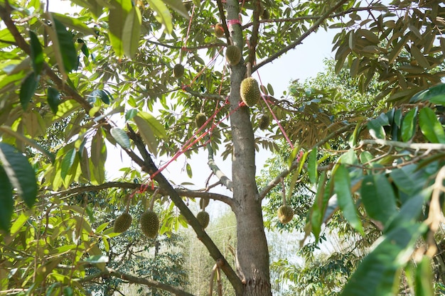 Um pequeno durião que está prestes a crescer e se tornar o Rei das Frutas da Tailândia.