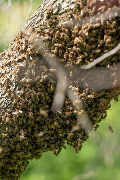 Um pequeno enxame de abelhas enxame em uma árvore no jardim