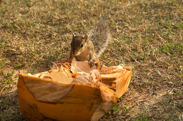 Um pequeno esquilo de palmeira está procurando comida em um coco