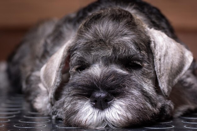 Um pequeno filhote de schnauzer miniatura barbudo deitado na cama e olhando para você de perto