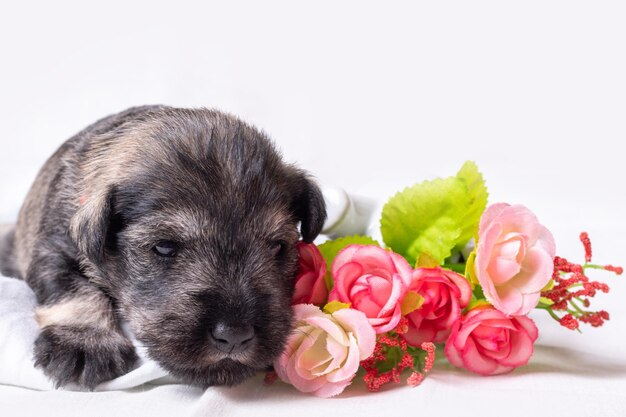 Um pequeno filhote de schnauzer miniatura barbudo recém-nascido encontra-se em uma cama entre flores rosas vermelhas Amor por animais de estimação Animais de estimação favoritos Cuidados com animais