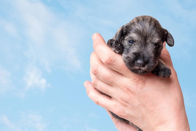 Um pequeno filhote recém-nascido na mão do proprietário Um pequeno filhote de schnauzer miniatura preto contra o fundo de nuvens brancas no céu Pet care National Puppy Day