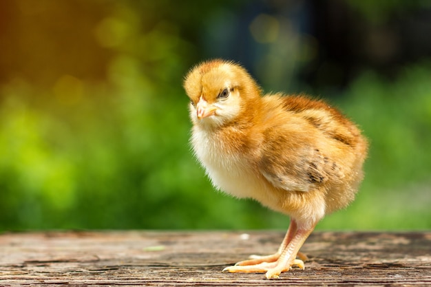 Um pequeno frango marrom fica em um fundo de madeira, seguido por um fundo verde natural