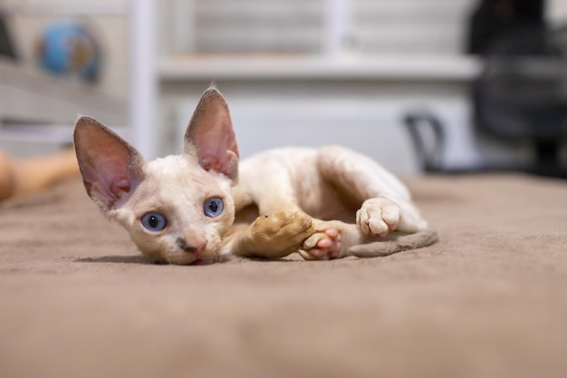 Um pequeno gatinho branco de Devon Rex está deitado no sofá